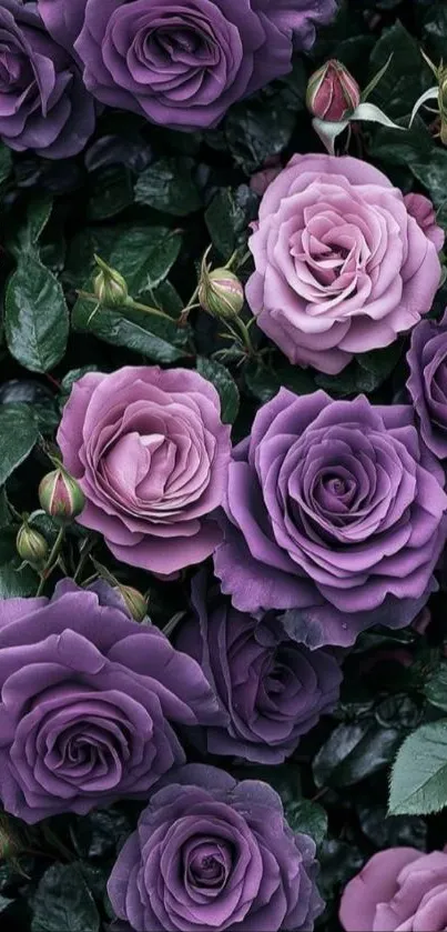 Elegant purple rose floral wallpaper.