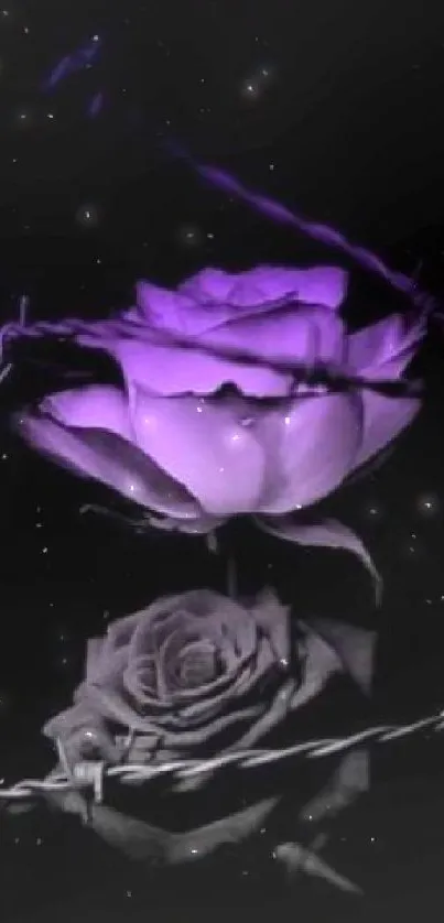 Purple rose with barbed wire on a dark background.