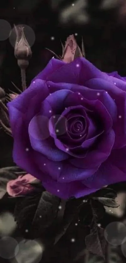 Stunning purple rose against dark backdrop, perfect for mobile wallpaper.