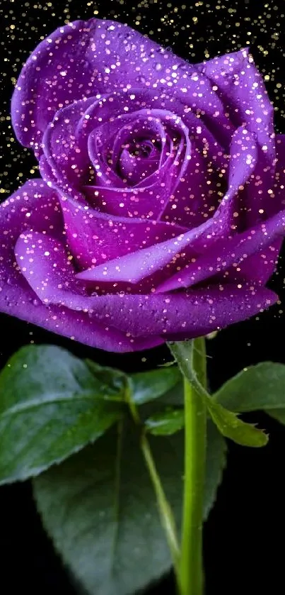 Vibrant purple rose on a dark background.