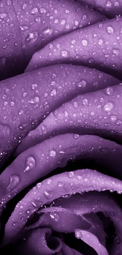 Purple rose wallpaper with water droplets.