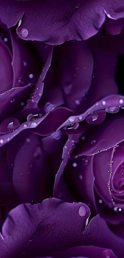 Close-up of purple rose petals with dew drops on a mobile wallpaper.