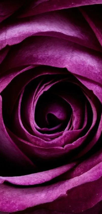 Purple rose petals wallpaper for mobile background.