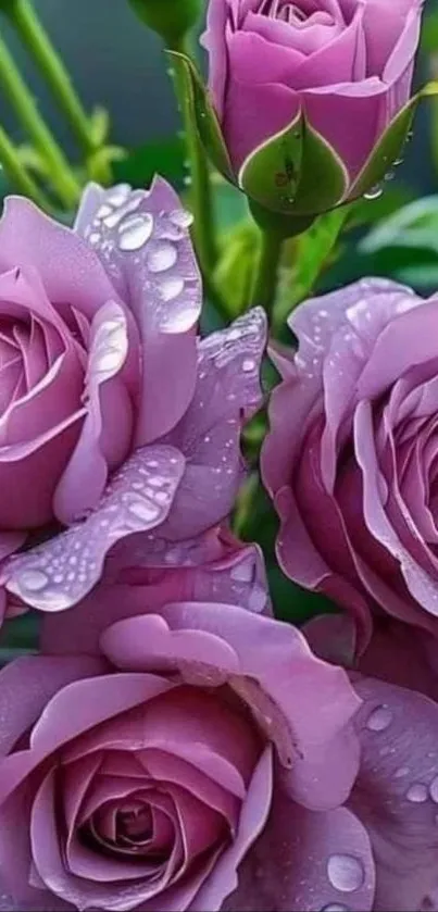 Purple roses with dew drops in a garden setting.