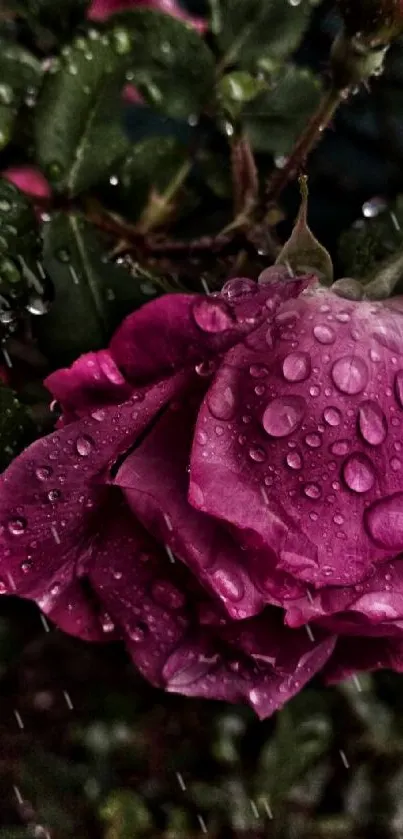 Close-up of a purple rose with raindrops, perfect for a nature wallpaper.