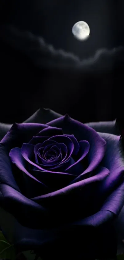 Purple rose under moonlight against a dark sky.