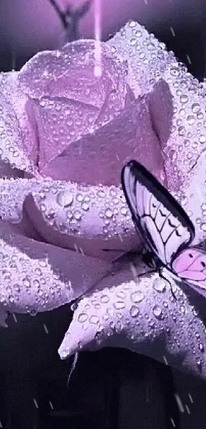 Purple rose with butterfly and dewdrops mobile wallpaper.