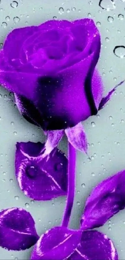 Purple rose with raindrops, vibrant floral art.