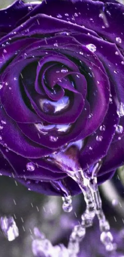 Vibrant purple rose with water droplets on petals.