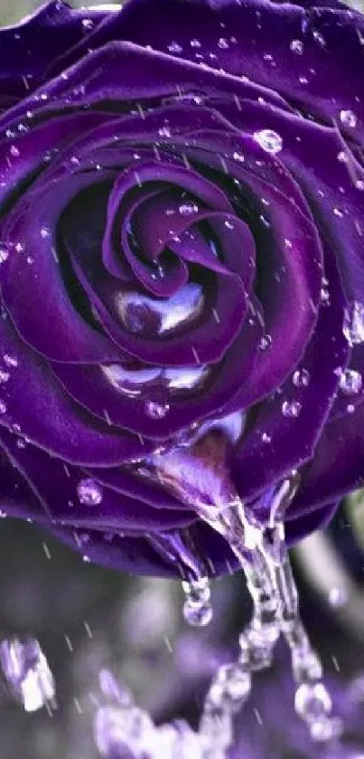 Purple rose with water droplets on petals, showcasing elegance and nature's beauty.