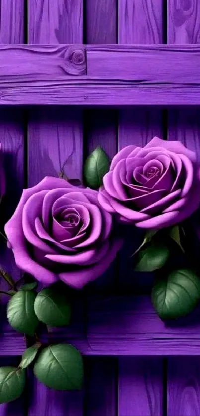 Purple roses on a wooden background with green leaves.