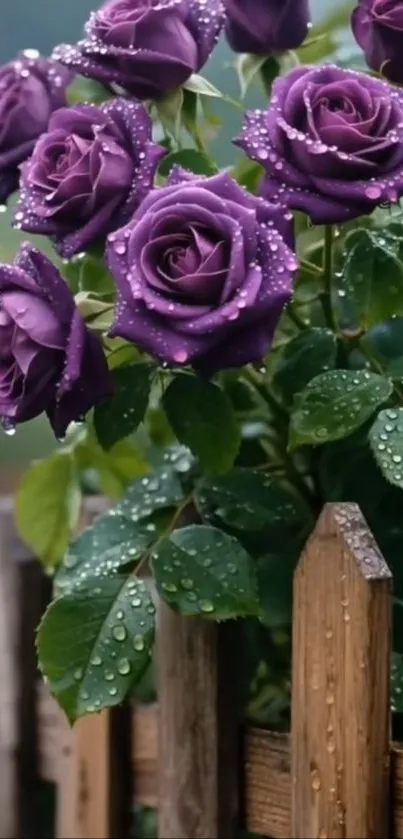 Purple roses covered in dewdrops by a wooden fence.