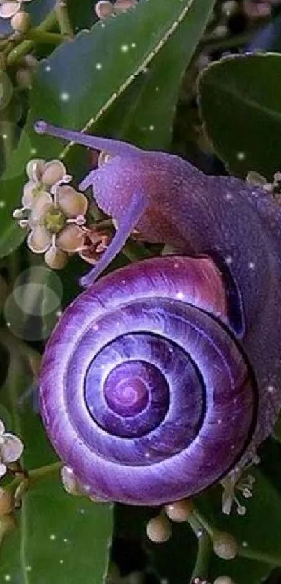 Purple snail on green leaves mobile wallpaper.