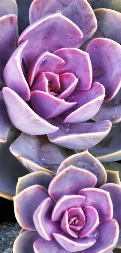 Vibrant purple succulent plant wallpaper with floral design.