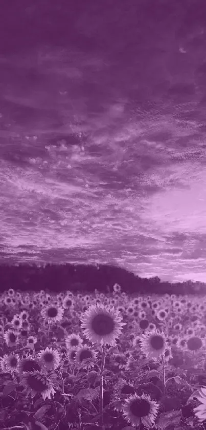 Purple sunflower field under a dramatic sky.