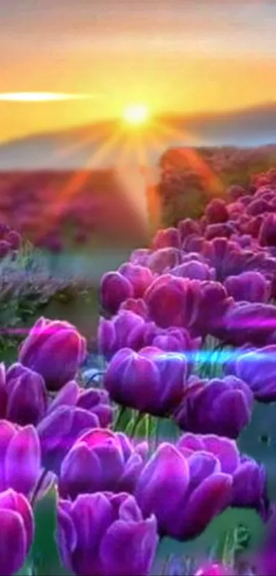 Vivid purple tulips under a glowing sunset create a serene mobile wallpaper.