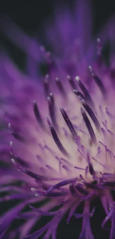 Close-up macro shot of a purple thistle flower.