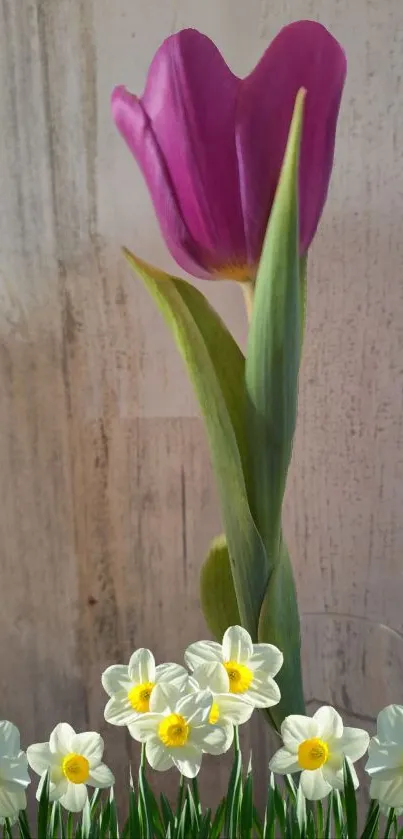 Mobile wallpaper of purple tulip with yellow white daffodils on wood background.