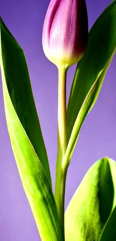 Purple tulip with green leaves on violet background.