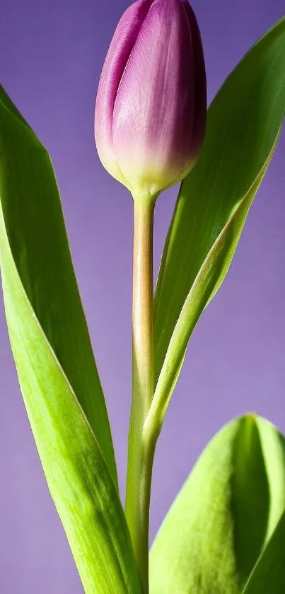 Purple tulip with green leaves in a vibrant mobile wallpaper.