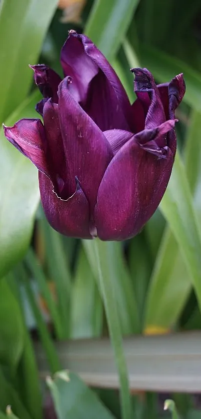 Purple tulip with green leaves mobile wallpaper.