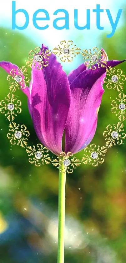 Purple tulip with gold accents on a mobile wallpaper.