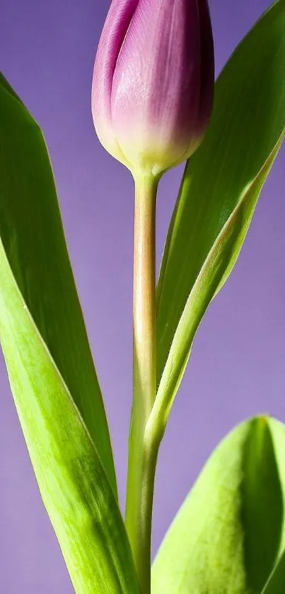 Elegant purple tulip with green leaves on pastel background.