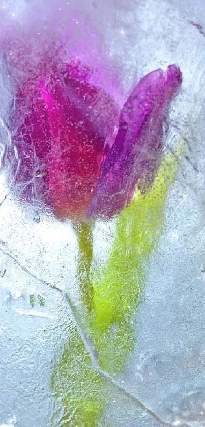 Frozen pink tulip in ice with textured background.