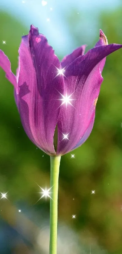 Purple tulip with sparkles on a green background.