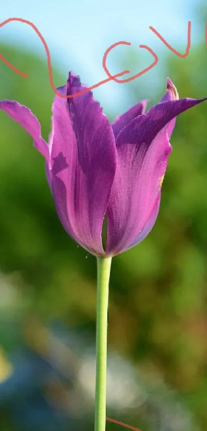 Artistic purple tulip wallpaper with 'Love' written in red.