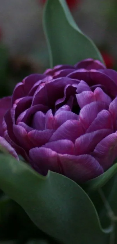 Purple tulip with green leaves wallpaper.