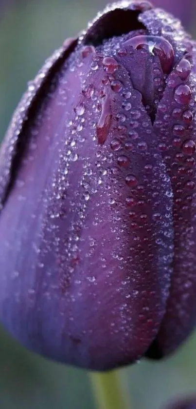 Stunning purple tulip close-up with dewdrops in vibrant detail.