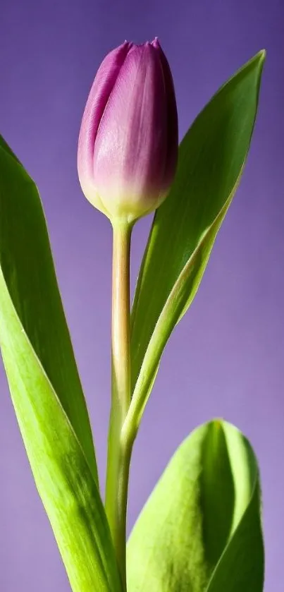 Purple tulip with green leaves on a soft matching backdrop.