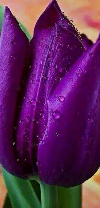 Close-up of a vibrant purple tulip with dewdrops, perfect for mobile wallpaper.