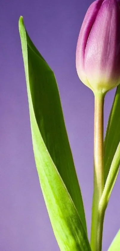 Purple tulip with green leaves on purple background.