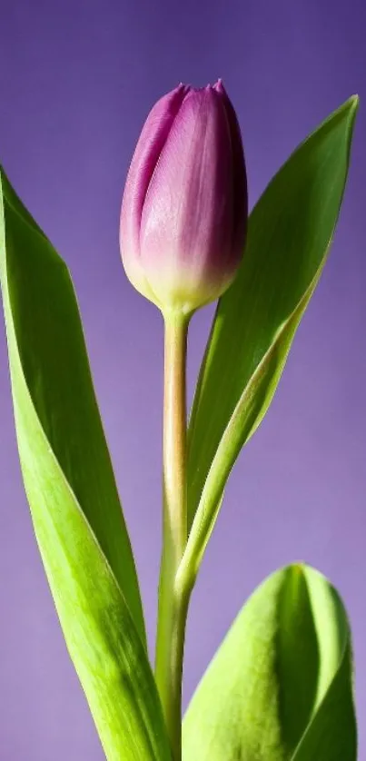 Elegant purple tulip with green leaves on lavender background.