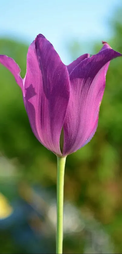 Purple tulip against a blurred green background.