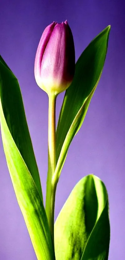 Purple tulip with green leaves on a vibrant background.