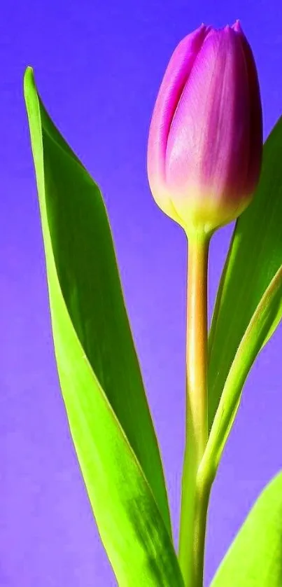 Purple tulip on a blue gradient background, elegant floral art.