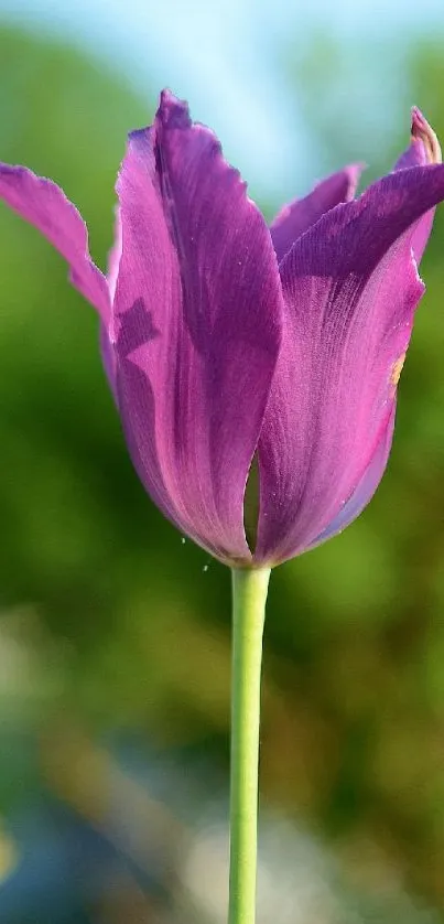 Vibrant purple tulip with green backdrop, ideal for phone wallpaper.