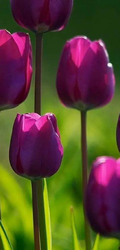 Vibrant purple tulips in bloom on a lush green background.