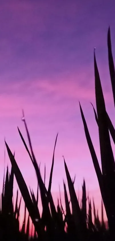 Silhouette of grass against a purple twilight sky.