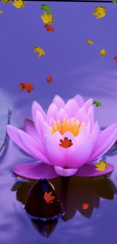 Purple water lily with autumn leaves on water.