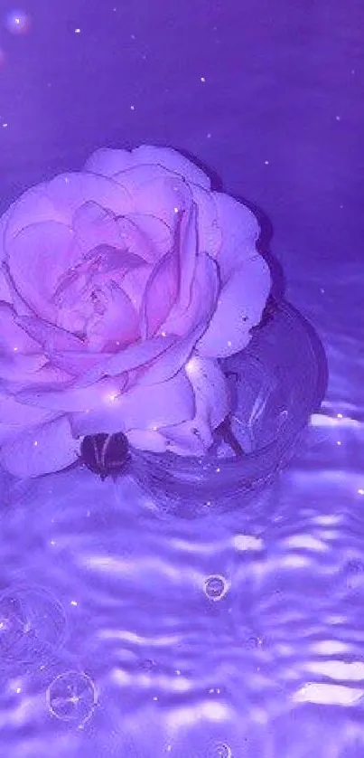 Purple rose floating on water with a serene aesthetic.