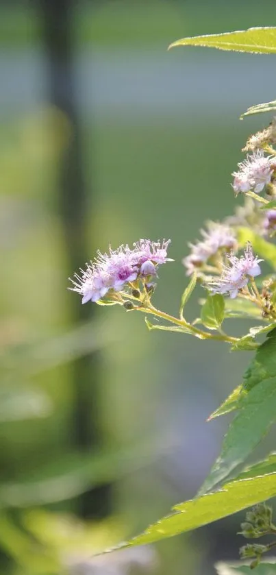 Purple flowers with green leaves background.