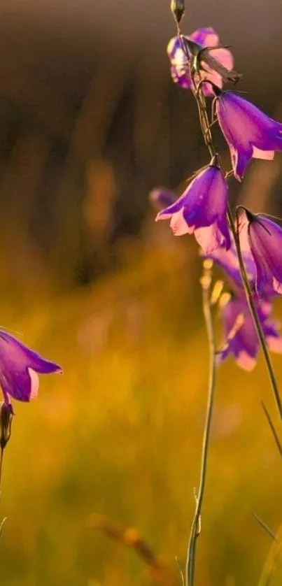 Purple wildflowers against a golden sunset backdrop.