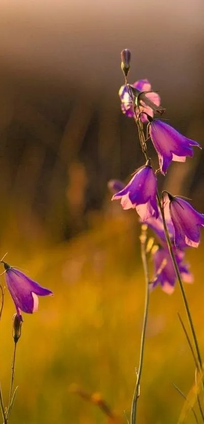 Purple wildflowers against a golden sunset backdrop.