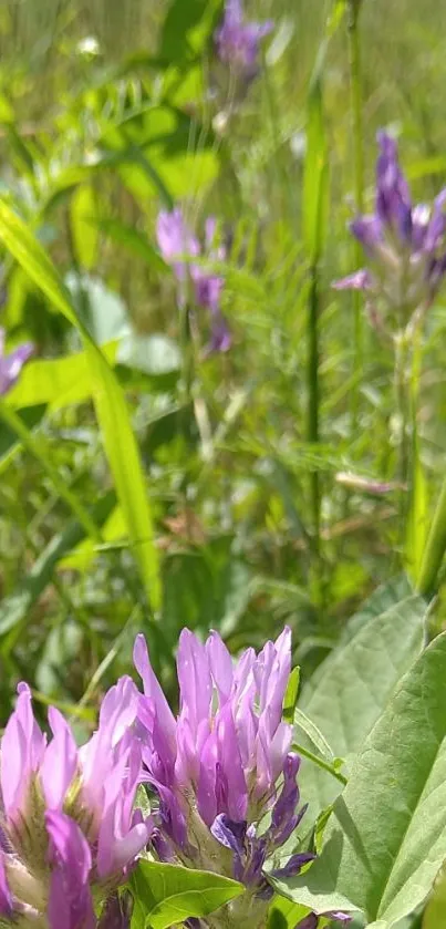 Purple wildflowers in a green meadow, bathed in sunlight.