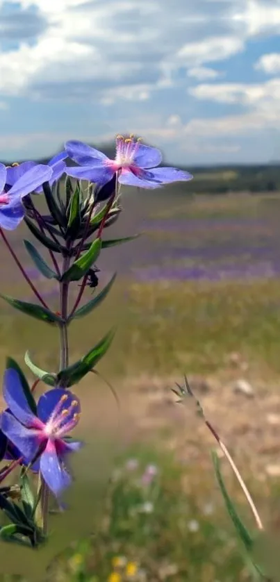 Purple wildflowers with a blue sky background in nature.