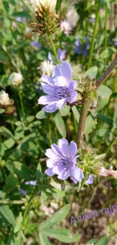 Vibrant purple wildflowers amid lush green leaves and grass.